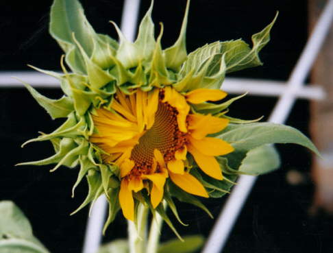Sunflower (c) Cheryl Lynne Bradley 2001-2, all rights reserved