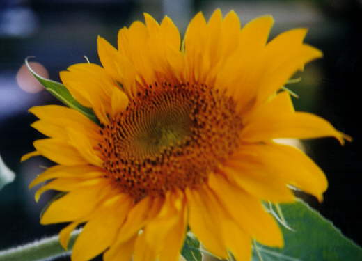 Sunflower (c) Cheryl Lynne Bradley 2001-2, all rights reserved