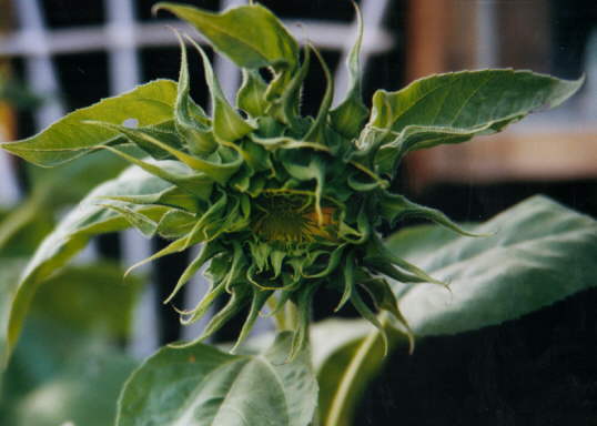 Sunflower (c) Cheryl Lynne Bradley 2001-2, all rights reserved